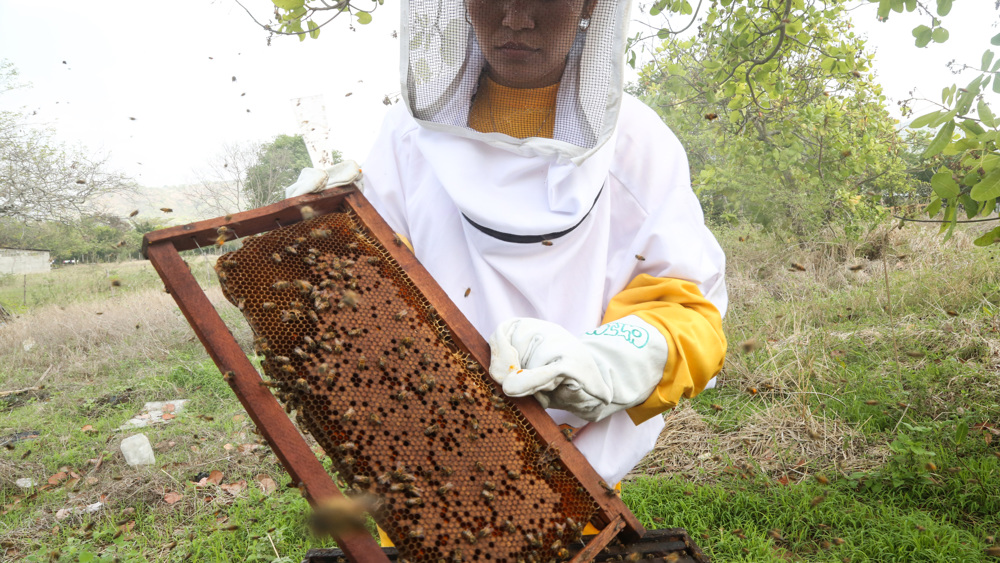 On its 36th anniversary of serving the poor, Food For The Poor thanks its donors for what they have done for the most destitute in 17 countries in the Caribbean and Latin America. This woman is harvesting honey from a bee colony on a farm in Nicaragua. Since honey never spoils, this product is a blessing for poor farmers without access to refrigeration. (Photo by Food For The Poor)