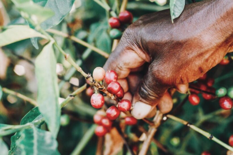 Coffee Roasters Of Jamaica Expands To The International Market Home